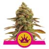 Skunk XL Feminizovaná
