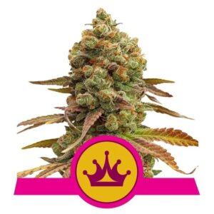 Skunk XL Feminizovaná