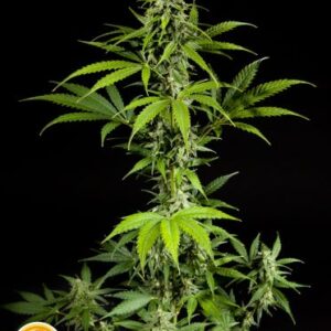 Fraggle Skunk Auto Feminizovaná
