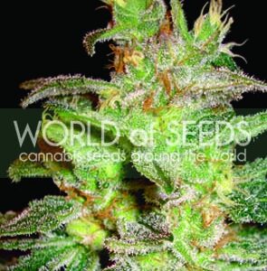 Northern Light x Big Bud Feminizovaná