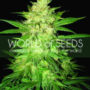 Colombian Gold Ryder (former Sweet Coffee Ryder) Auto Feminizovaná