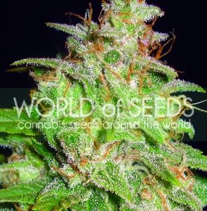 Mazar x White Rhino Feminizovaná