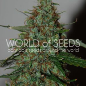 Wild Thailand Ryder Auto Feminizovaná