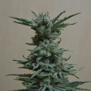 AK Skunk Feminizovaná
