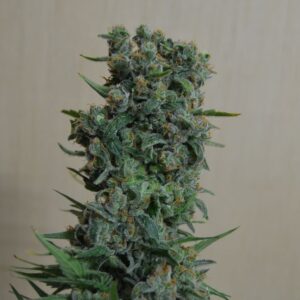 Kalashnikov Original Feminizovaná