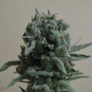 White Widow 47 Feminizovaná