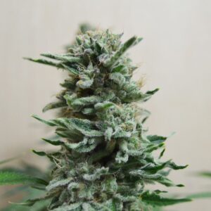 AK Skunk Auto Feminizovaná