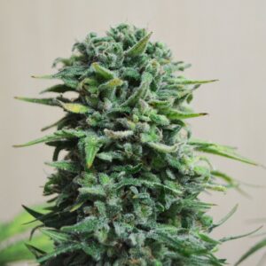 Siberian Haze Auto Feminizovaná