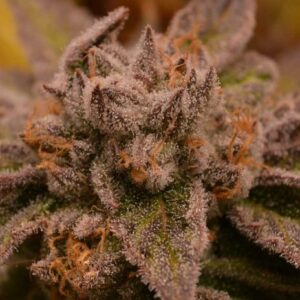 9 Pound Hammer Regulérní