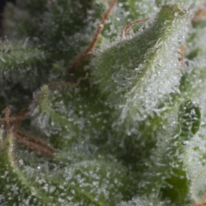 Shark Auto Feminizovaná