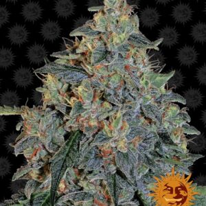 Blueberry OG Feminizovaná