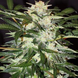 Monster Mash Auto Feminizovaná