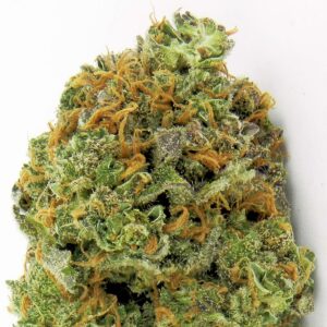 Wipeout Express Auto Feminizovaná