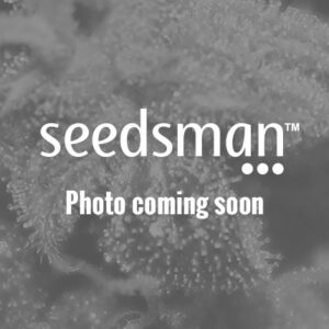 Northern Lights x Big Bud Auto Feminizovaná