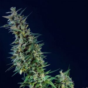 Kama Kush CBD Feminizovaná