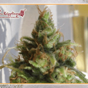 Ganj - nam Style Feminizovaná