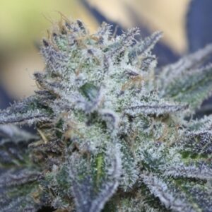 Washing Machine Feminizovaná