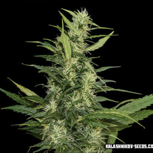 Amur Giant Auto Feminizovaná