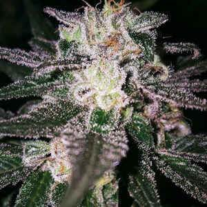 Gorilla Cookies (GG#4 x Cookies) Feminizovaná