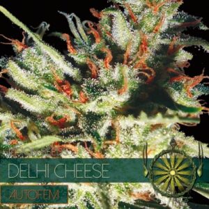 Delhi Cheese Auto Feminizovaná
