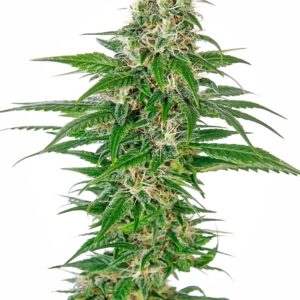 Early Skunk Auto Feminizovaná