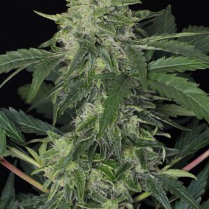 Jungle Fever Auto Feminizovaná