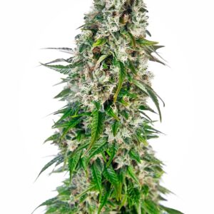 Big Bud Auto Feminizovaná