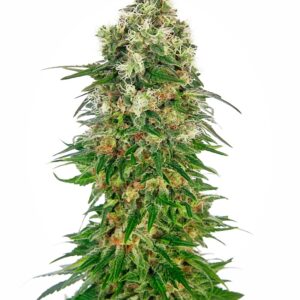Shiva Skunk Auto Feminizovaná