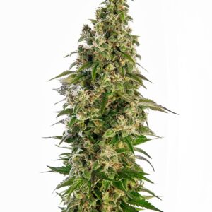 Afghani #1 Auto Feminizovaná