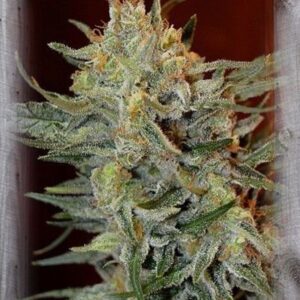 Amnesia Lemon Kush Feminizovaná