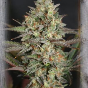 Kush Mass Feminizovaná