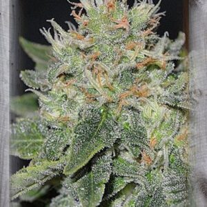 Super Skunk Kush Feminizovaná
