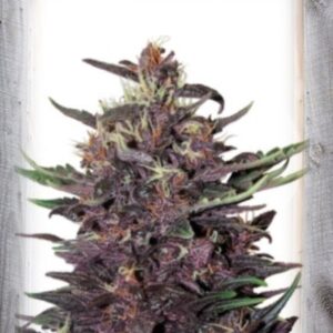 Violet Kush Auto Feminizovaná