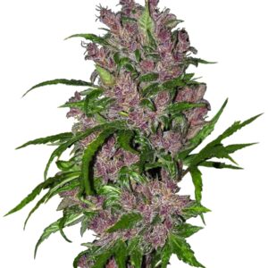 Purple Bud Auto Feminizovaná