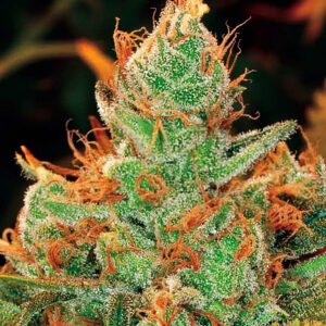 Gorilla Lilly Feminizovaná