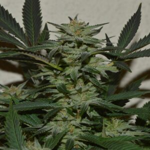 Orange, Strawberry & Banana Feminizovaná