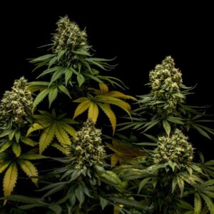 NL #5 x Critical Feminizovaná