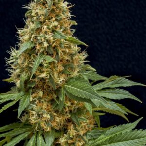 Dreamy Widow Feminizovaná