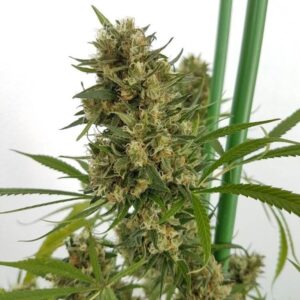 Strawberry Diesel Feminizovaná