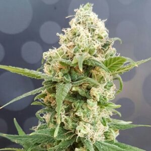 Pineapple Auto Feminizovaná