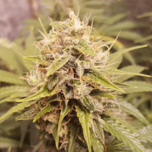 Deluxe Orange Regulérní