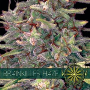 Brainkiller Haze Feminizovaná