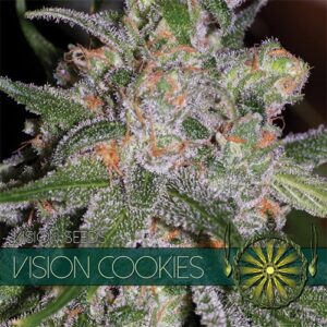 Vision Cookies Feminizovaná