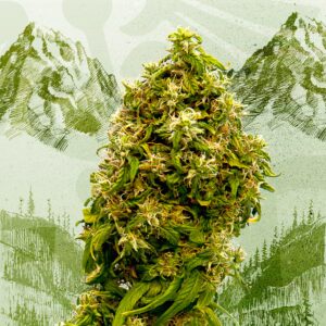 Swiss Dream CBD Feminizovaná