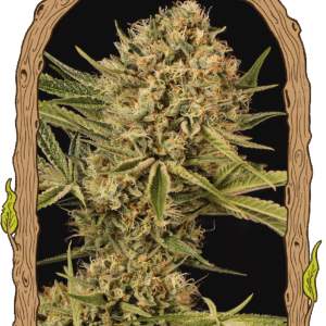 Herz OG Feminizovaná