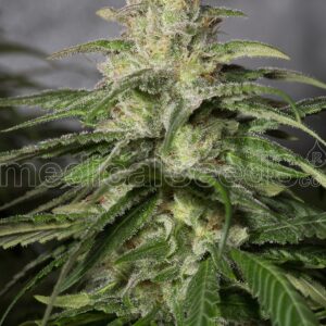 OG Kush CBD Feminizovaná