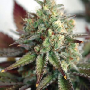 Critical 2.0 XL Auto Feminizovaná