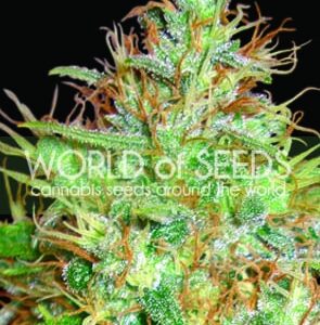 Afghan Kush x Skunk Feminizovaná