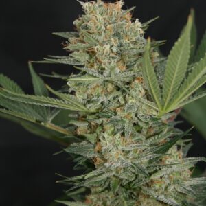 Black Alpha Feminizovaná