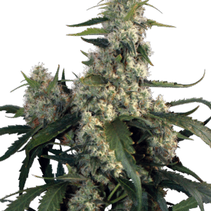 Quasar Feminizovaná